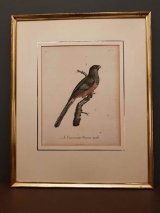 Grubodziób  Grafika kolorowana 1805r.