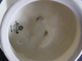 Porcelanowy dzbanek Koenigszelt
