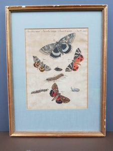 Kolorowa grafika ''Motyle''. nr.2