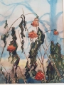 Duża piękna akwarela Maki 1949r.