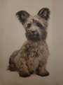 Mały piesek Kurt Meyer Eberhardt
