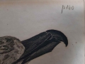 Miedzioryt Peter Mazell ''Brązowa Mewa''