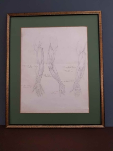Anatomia ręki - ołówek XIX w.