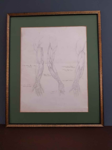 Anatomia ręki - ołówek XIX w.