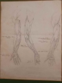 Anatomia ręki - ołówek XIX w.