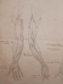 Anatomia ręki - ołówek XIX w.