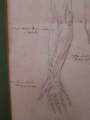 Anatomia ręki - ołówek XIX w.