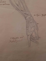 Anatomia ręki - ołówek XIX w.