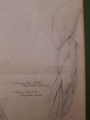 Anatomia ręki - ołówek XIX w.