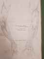 Anatomia ręki - ołówek XIX w.
